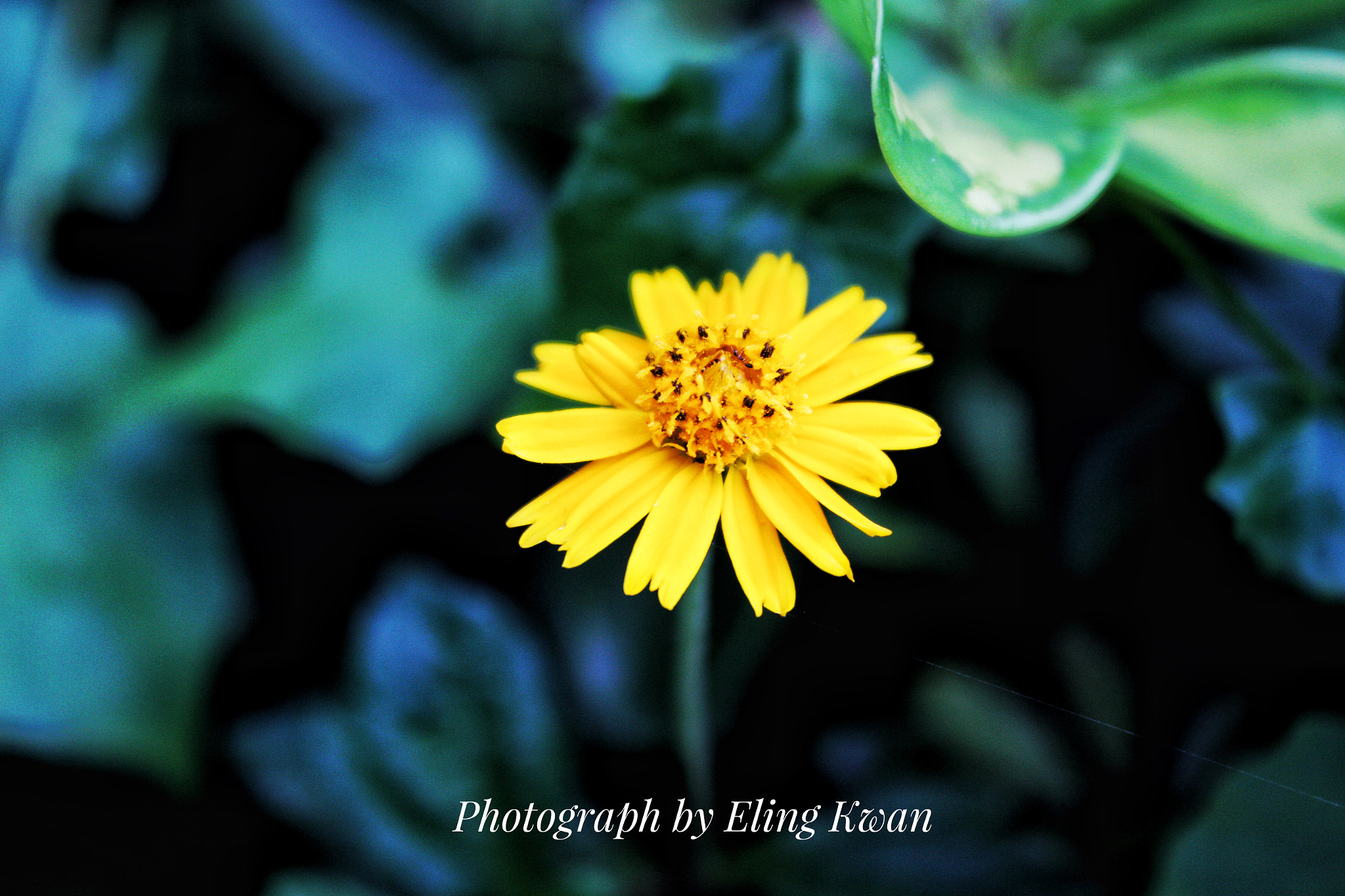 Canon EF-S 18-55mm F3.5-5.6 IS sample photo. Wild chrysanthemum photography