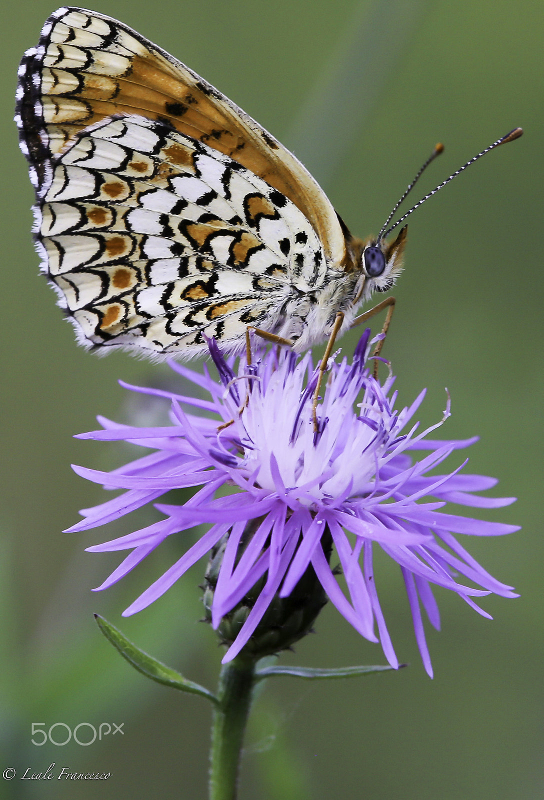 Canon EOS 6D sample photo. Butterfly photography