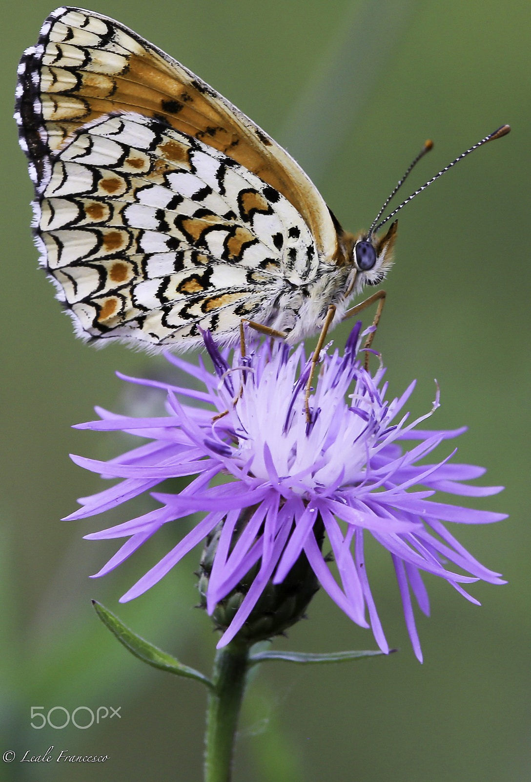 Tamron SP AF 180mm F3.5 Di LD (IF) Macro sample photo. Butterfly photography