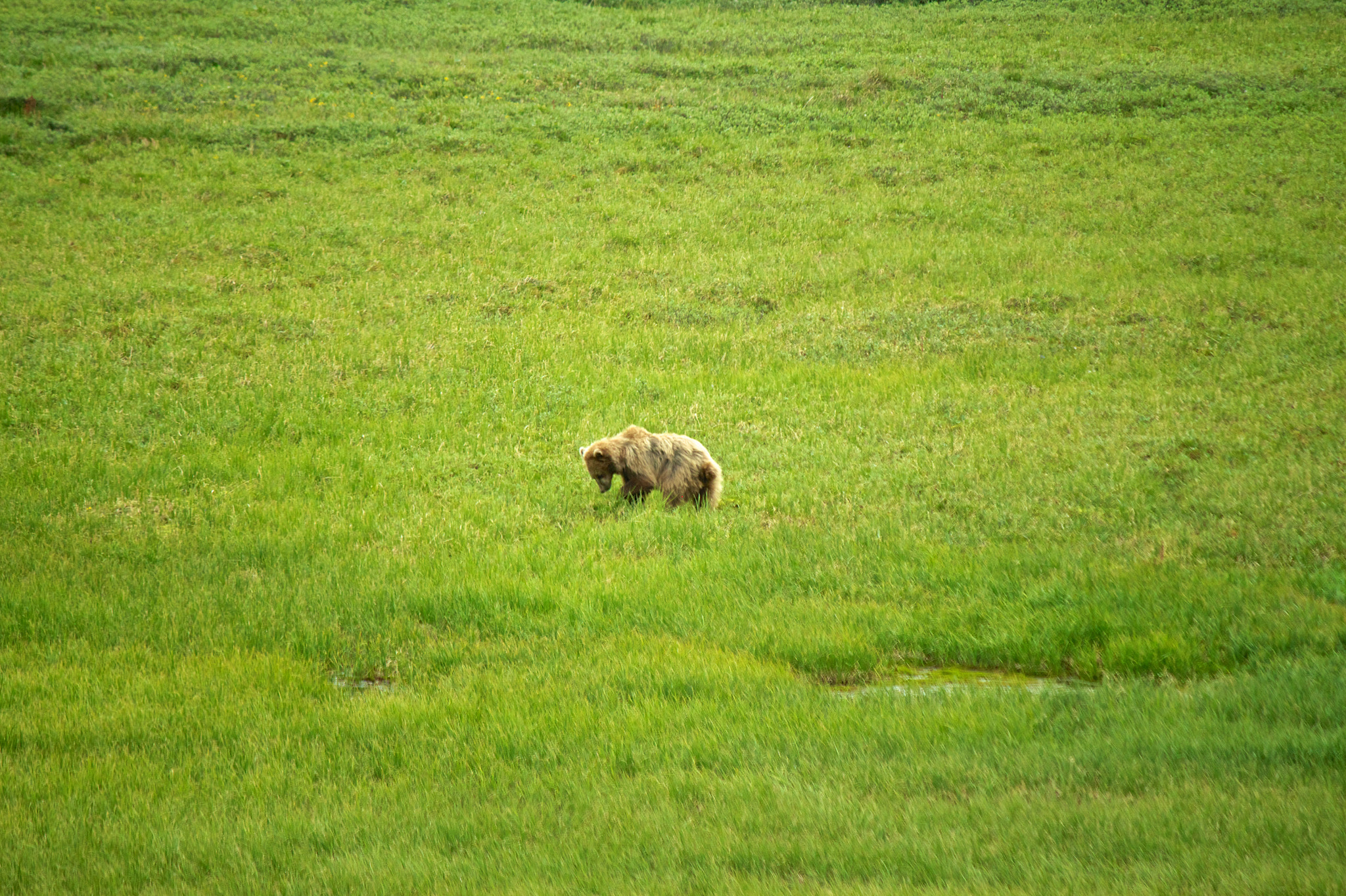 Canon EOS 500D (EOS Rebel T1i / EOS Kiss X3) sample photo. Baby bear photography