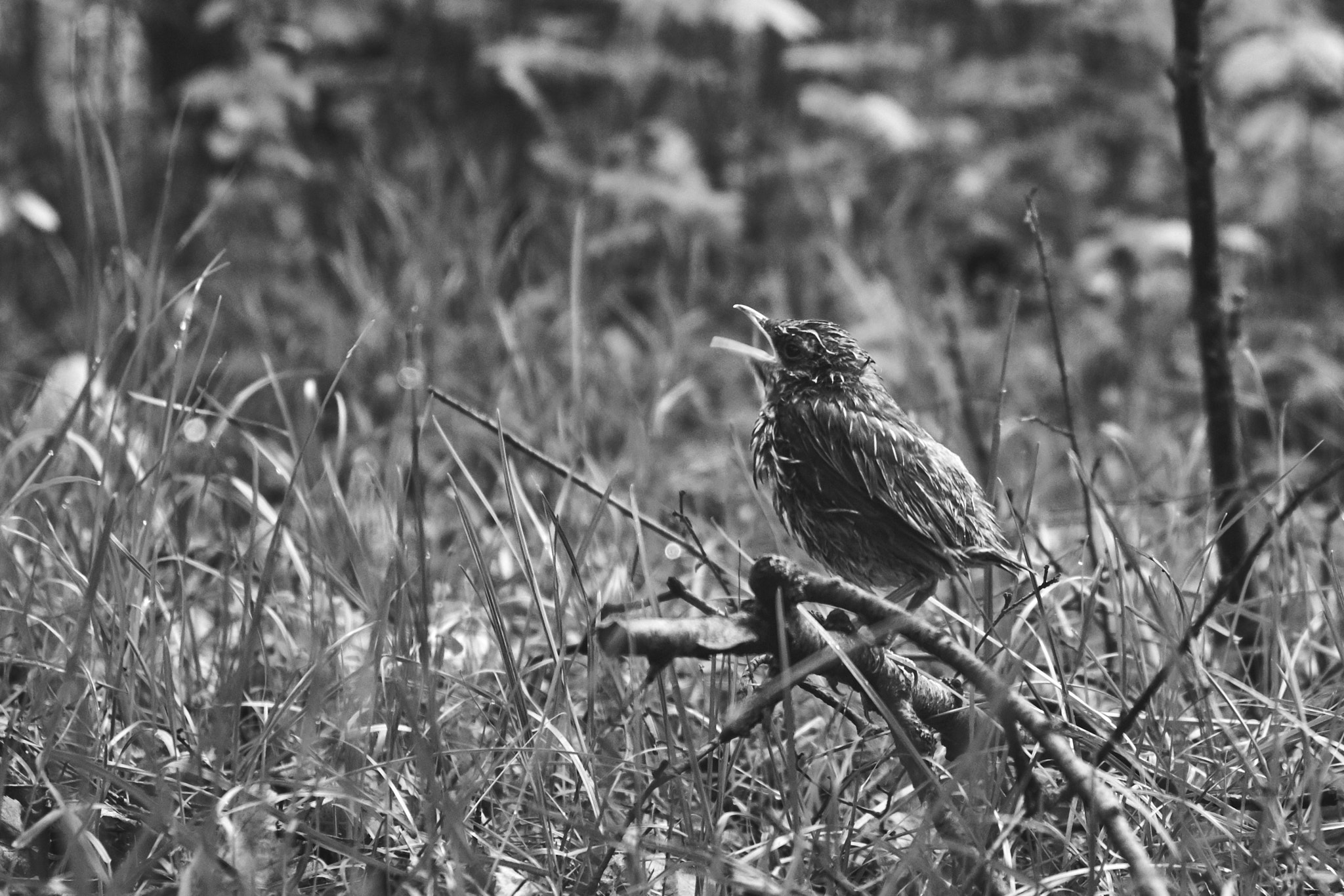 Fujifilm X-M1 + Fujifilm XF 18-55mm F2.8-4 R LM OIS sample photo. Sparrow photography