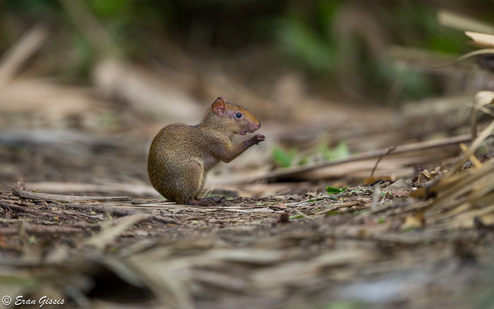Canon EF 500mm F4L IS II USM sample photo. Critters of the jungle photography