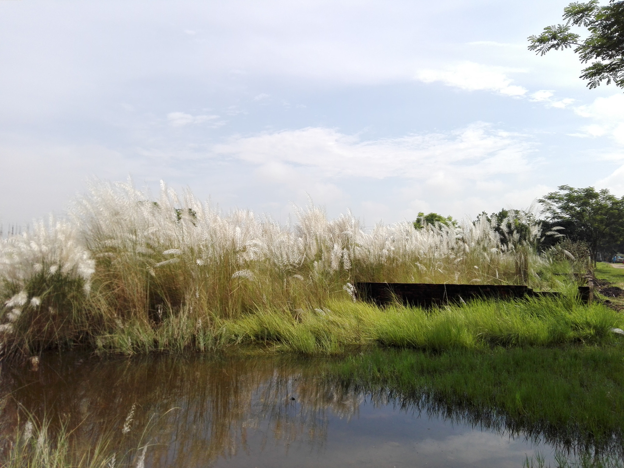 HUAWEI Cherry Mini sample photo. Nature of bd photography