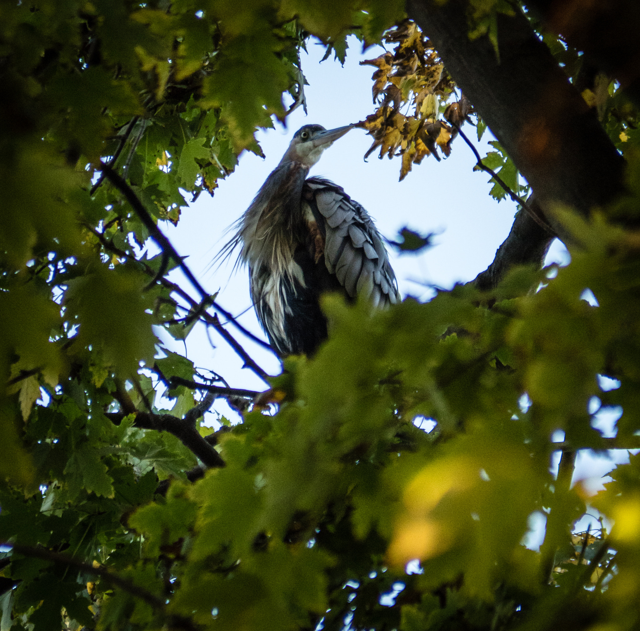 Olympus OM-D E-M5 II + Panasonic Lumix G Vario 45-200mm F4-5.6 OIS sample photo. Through the trees photography