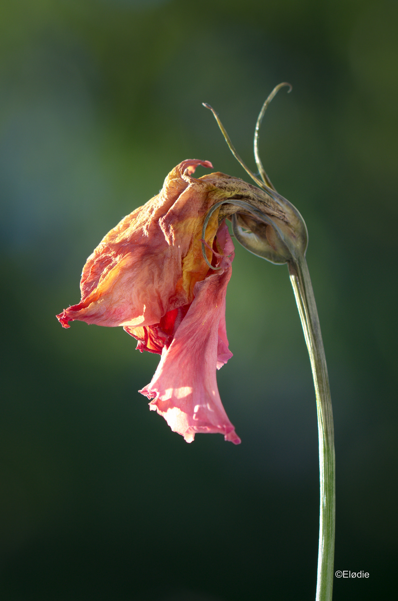 Canon EF 100mm F2.8L Macro IS USM sample photo. Encore un peu.. photography