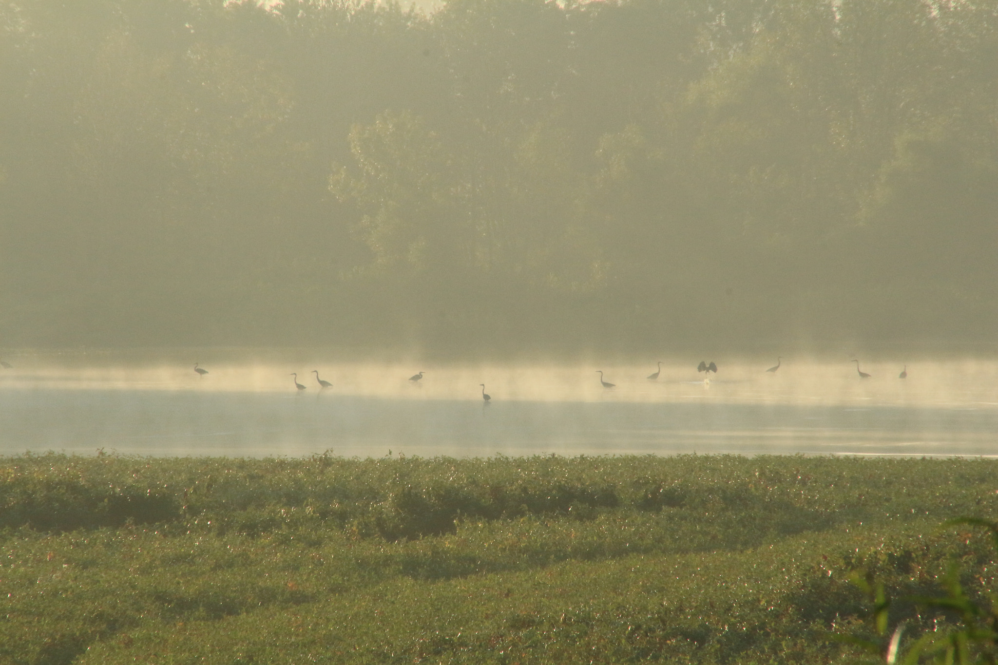 Canon EOS 700D (EOS Rebel T5i / EOS Kiss X7i) sample photo. Herons gathering photography