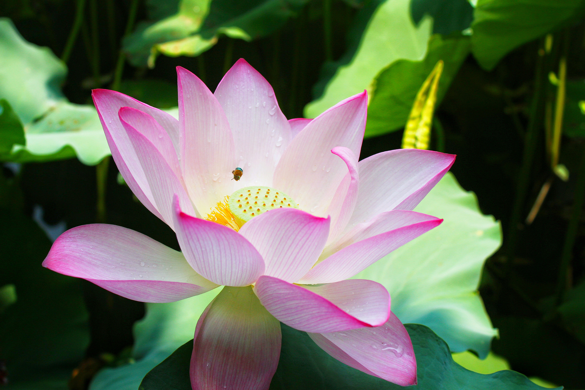 Canon EOS 700D (EOS Rebel T5i / EOS Kiss X7i) sample photo. Lotus flower photography