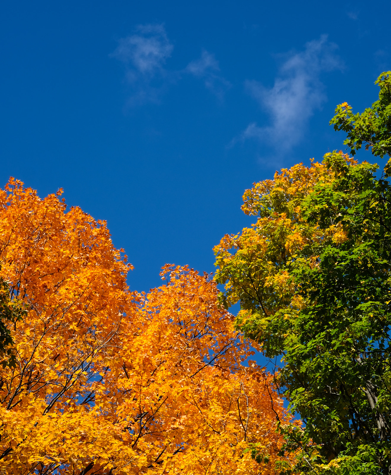 Fujifilm X-T10 sample photo. Orange photography