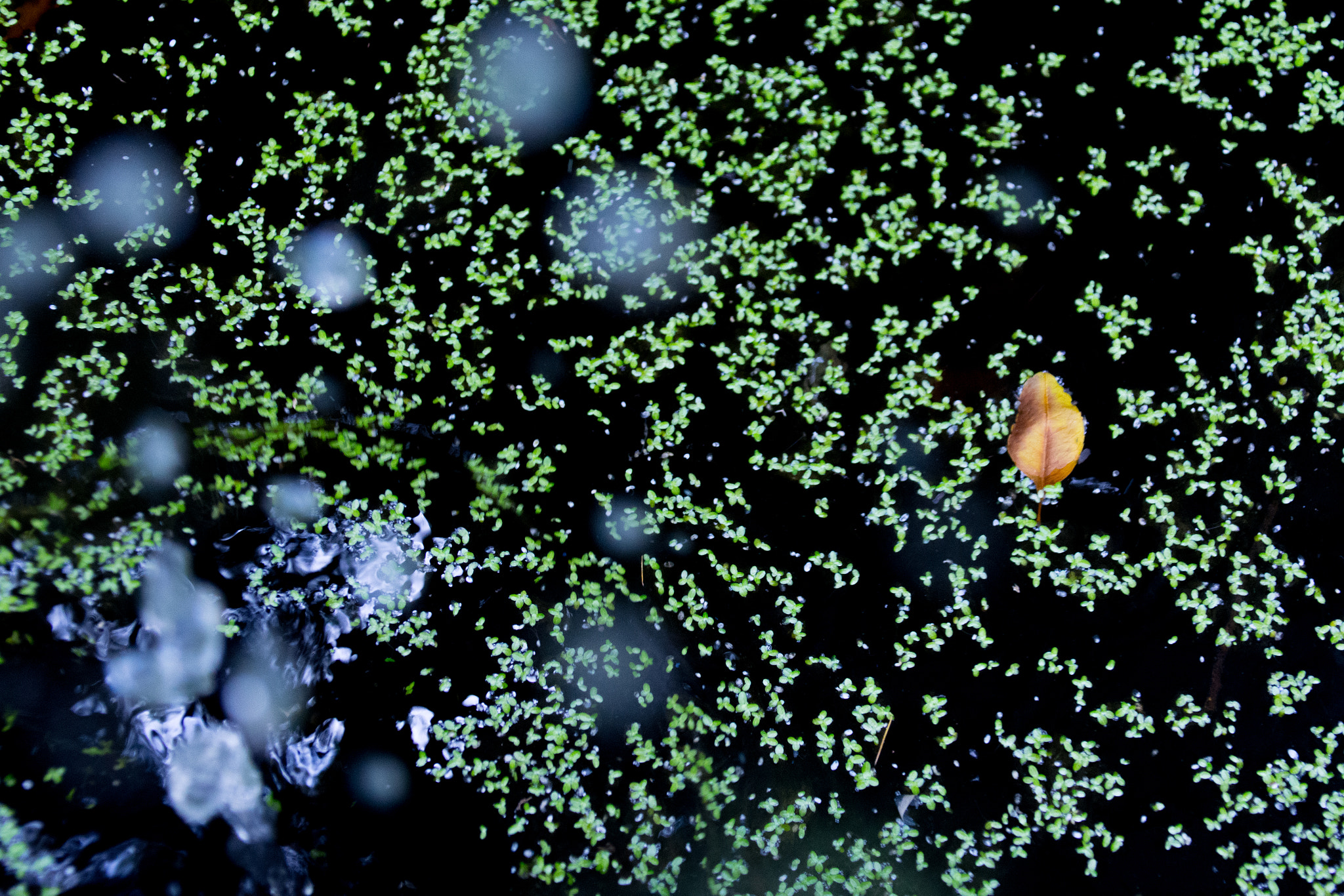 Sigma 28-300mm F3.5-6.3 DG Macro sample photo. Leaf photography