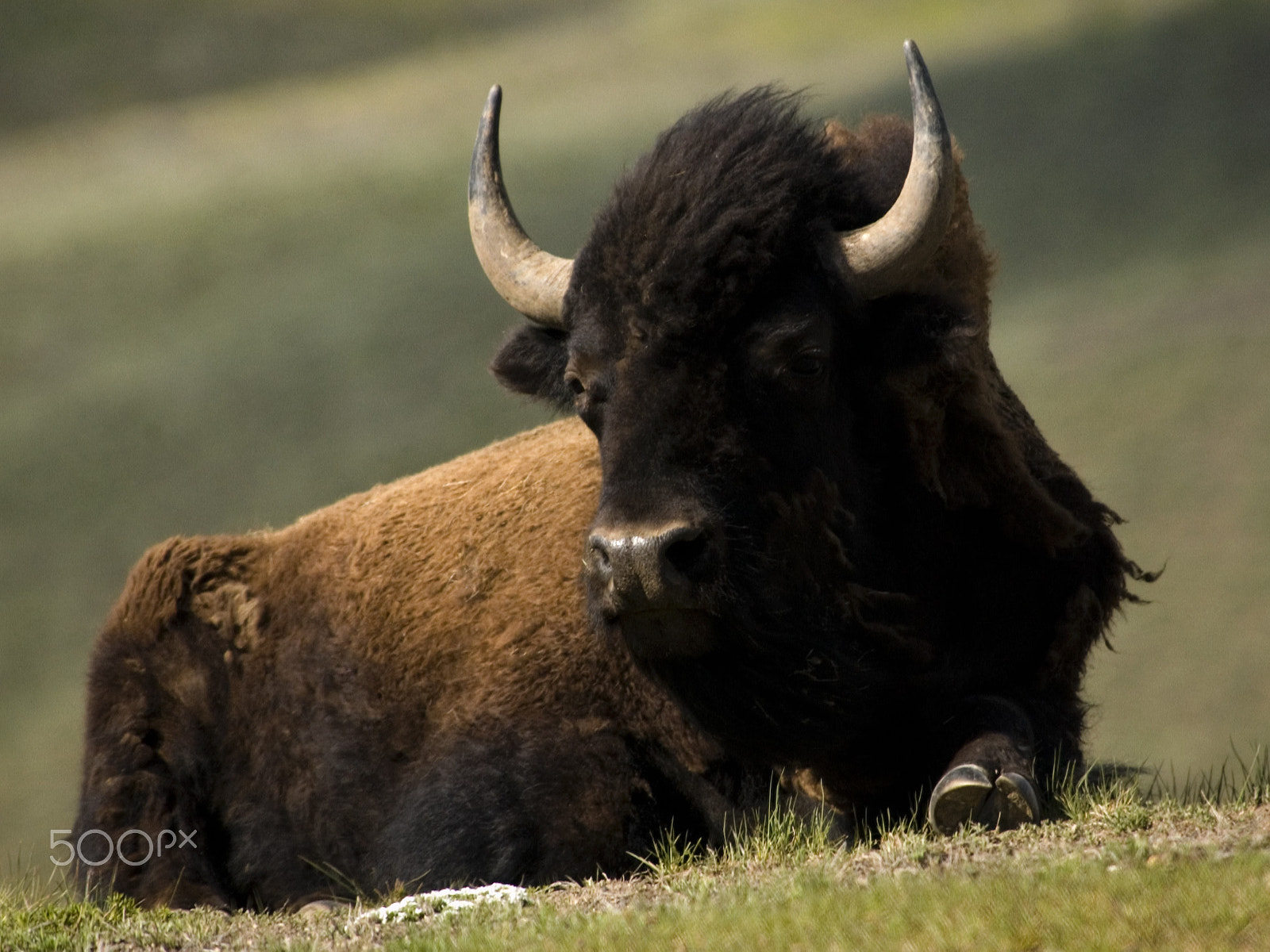 Nikon D1X sample photo. Bison photography