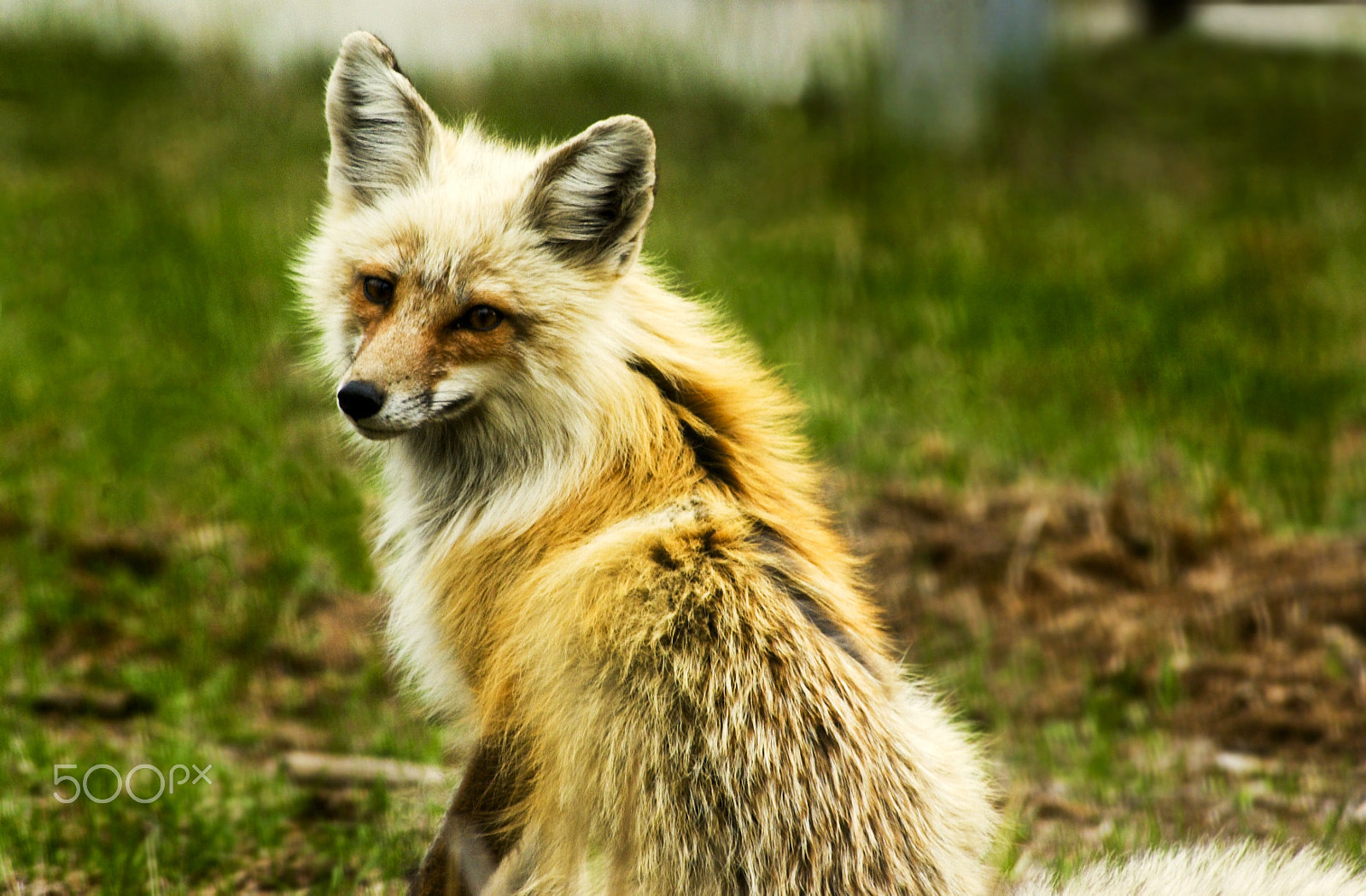 Nikon D1X sample photo. Foxy lady photography