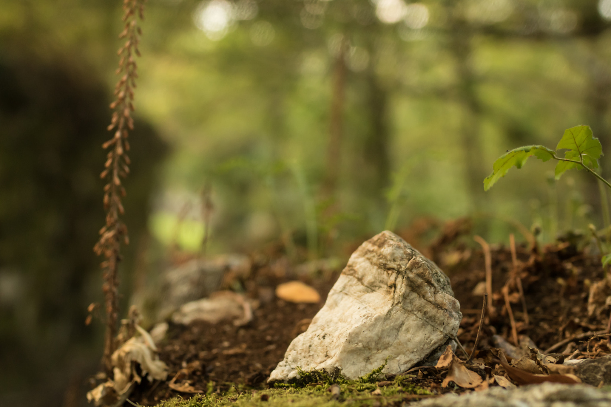 Canon EOS 750D (EOS Rebel T6i / EOS Kiss X8i) + Sigma 35mm F1.4 DG HSM Art sample photo. Rock in the wood. photography