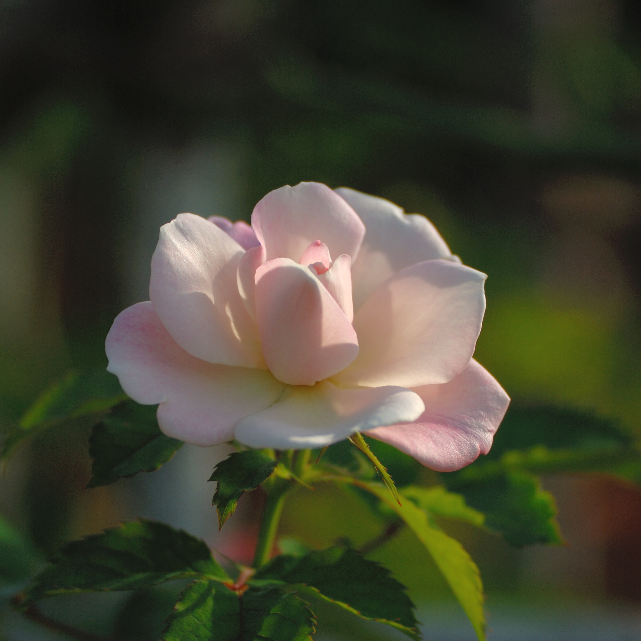 Nikon D200 sample photo. White and pink rose photography