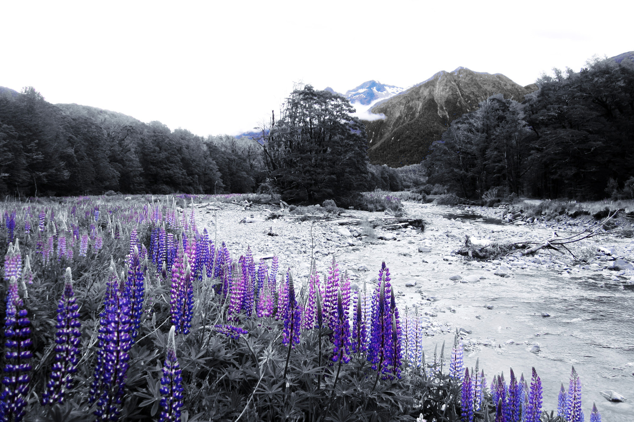 Canon PowerShot ELPH 100 HS (IXUS 115 HS / IXY 210F) sample photo. Fjordland stream lupine flowers photography