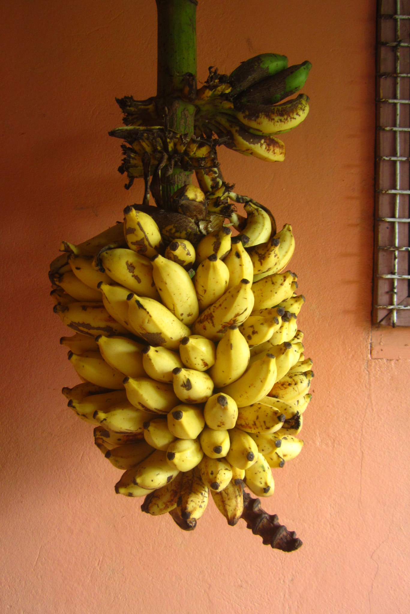 Canon PowerShot ELPH 100 HS (IXUS 115 HS / IXY 210F) sample photo. Fijian bananas photography