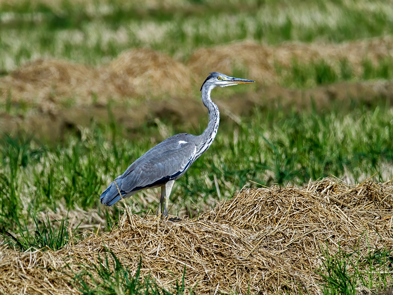 Olympus OM-D E-M1 + M.300mm F4.0 + MC-14 sample photo. Ardea cinerea photography