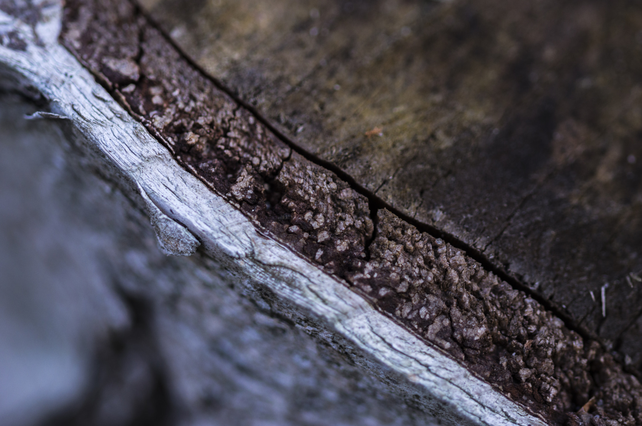 Sigma 105mm F2.8 EX DG OS HSM sample photo. Birch tree bark photography