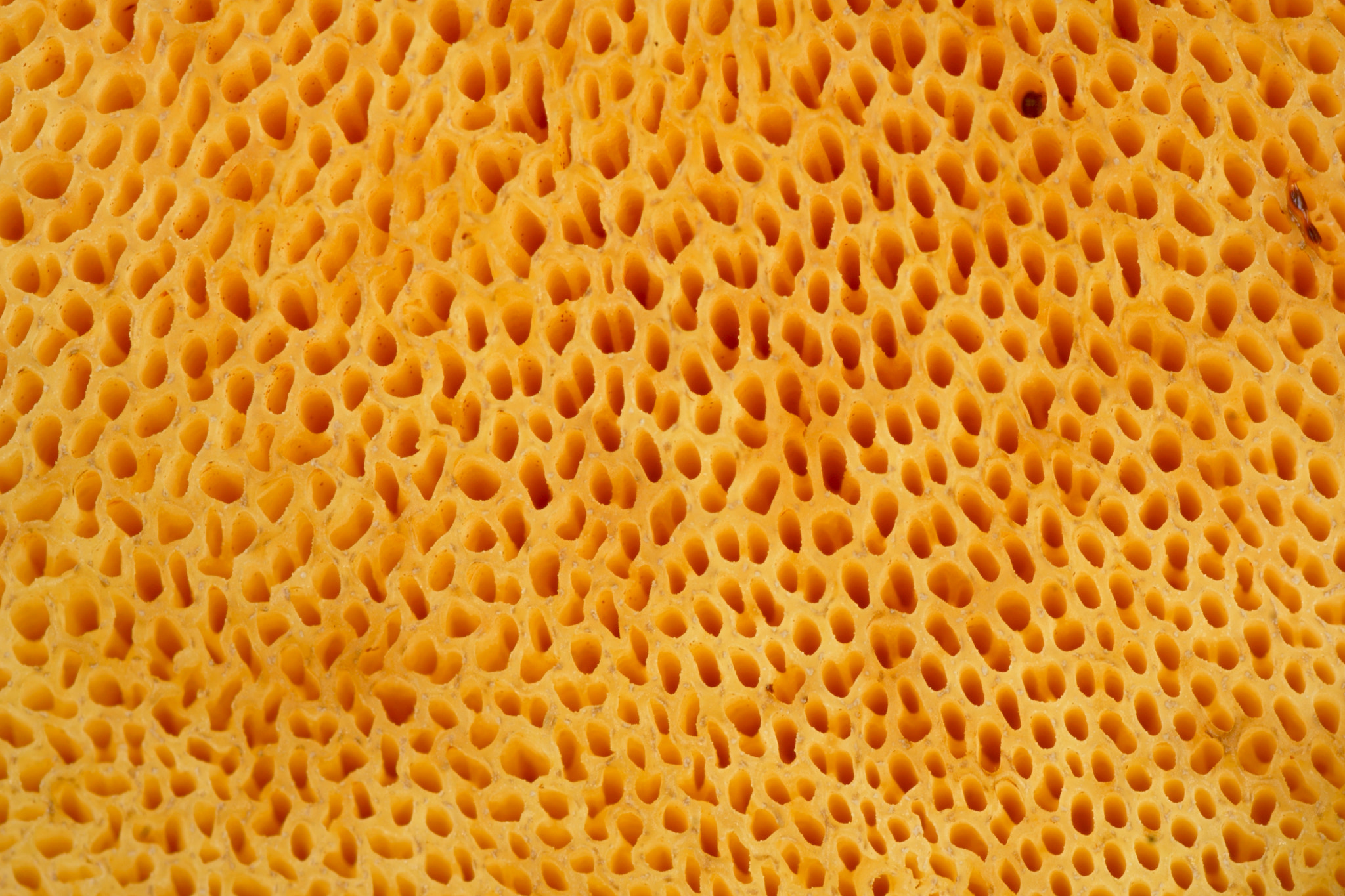 Sony a6000 sample photo. Mushroom photography