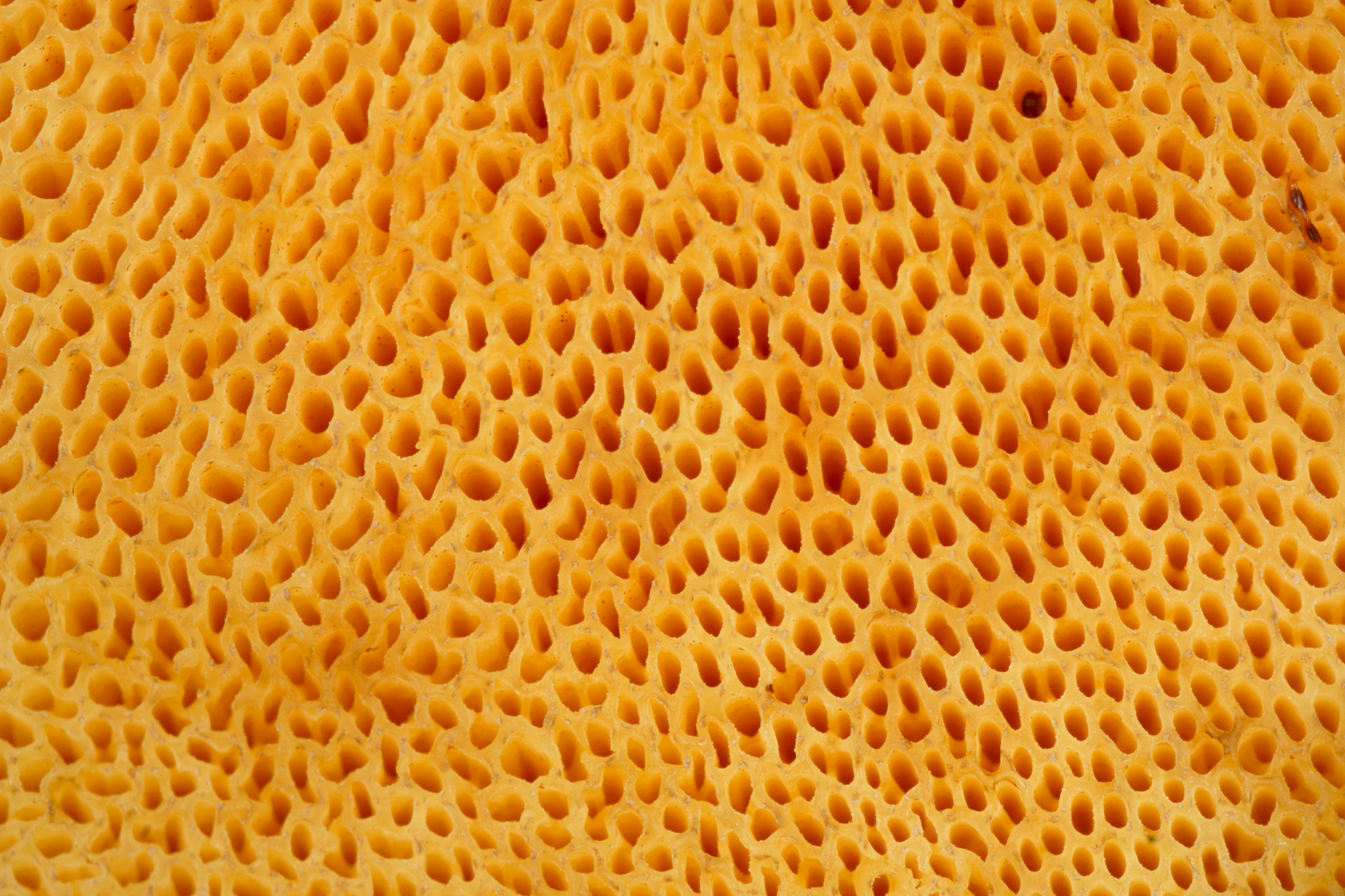 Sony a6000 + Tamron SP AF 90mm F2.8 Di Macro sample photo. Mushroom photography