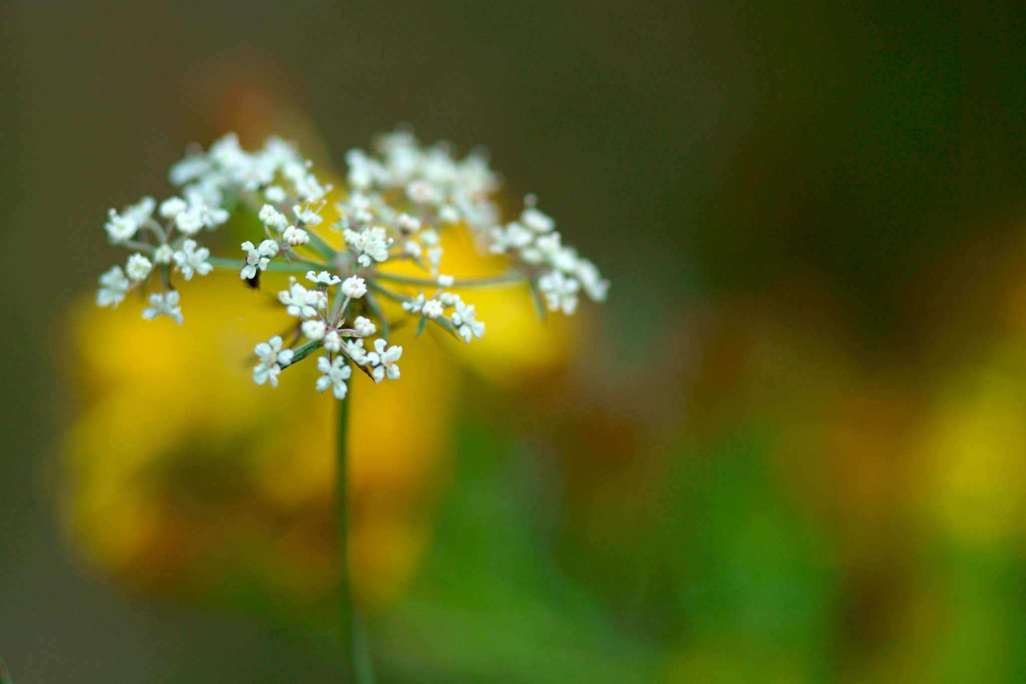 Sony a6000 + Tamron SP AF 90mm F2.8 Di Macro sample photo. Flor de otoño photography