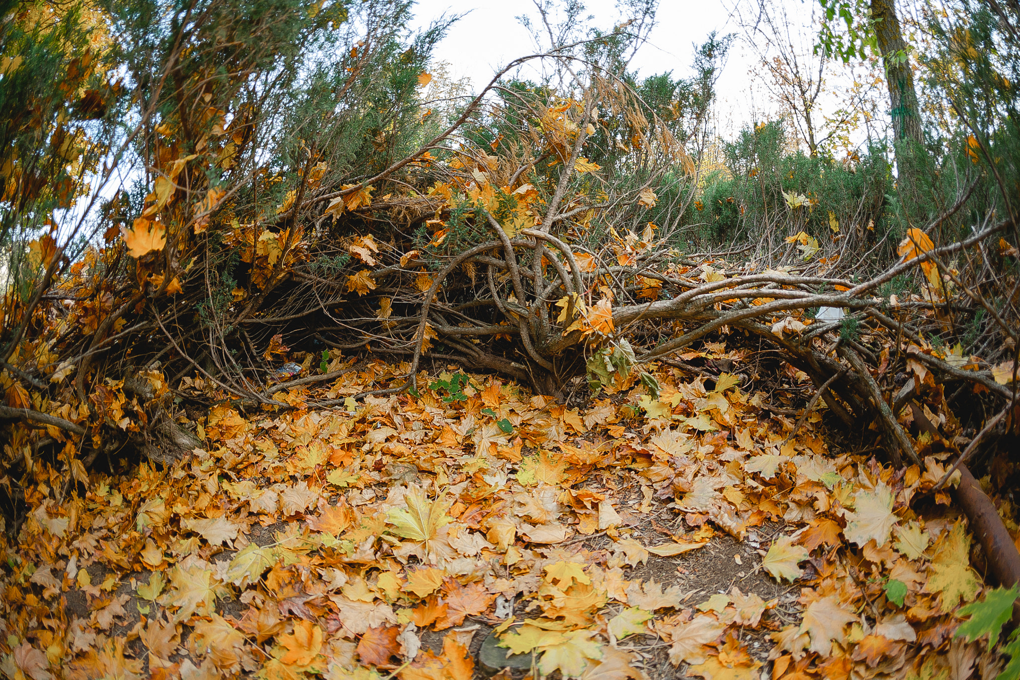 Canon EOS 5D + Canon EF 15mm F2.8 Fisheye sample photo. // photography