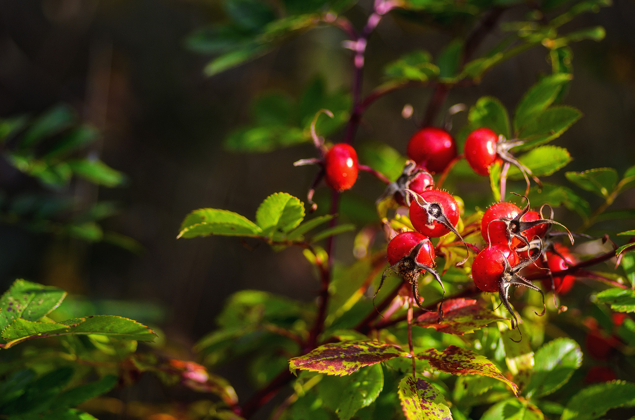 Nikon D7000 + Tokina AT-X Pro 100mm F2.8 Macro sample photo. Fruits of fall photography