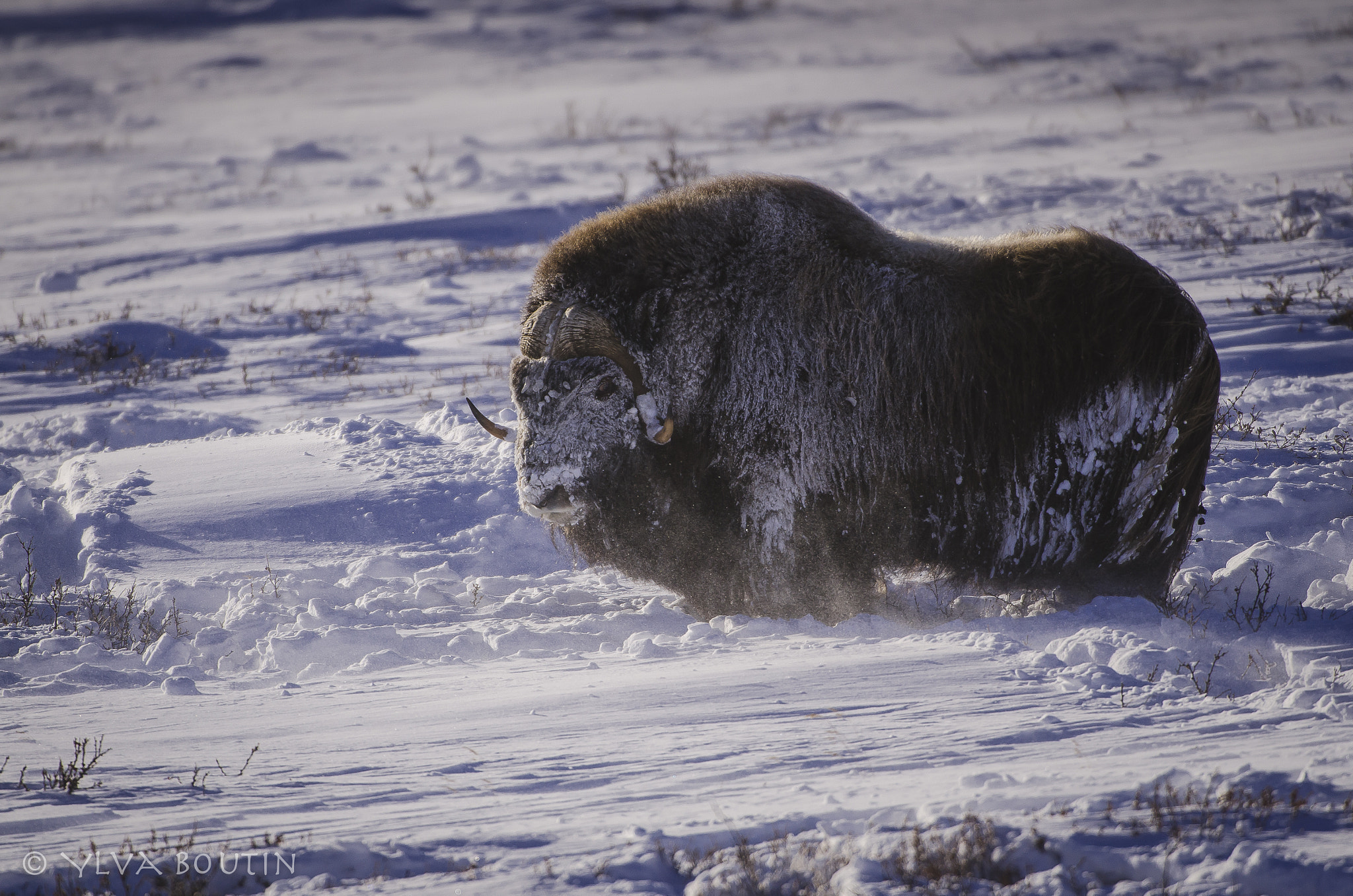 Nikon D7000 + Nikon AF-S Nikkor 200-400mm F4G ED-IF VR sample photo. Old time beast photography