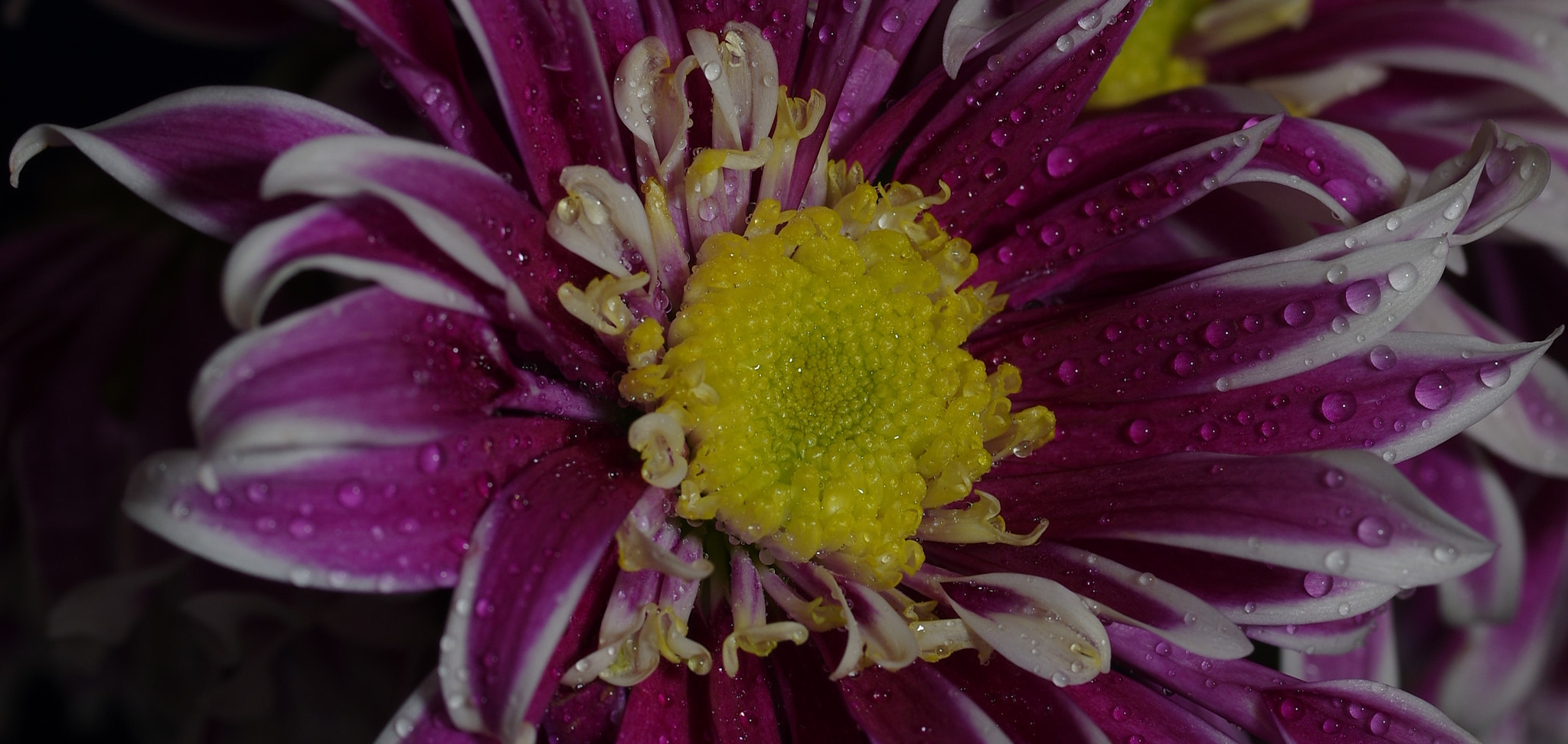 Pentax K-3 + Pentax smc D-FA 50mm F2.8 Macro sample photo