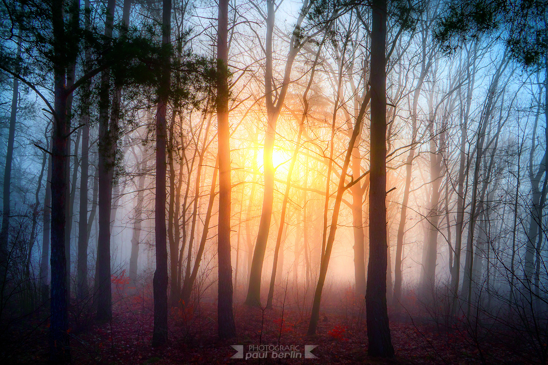 Sony a7R sample photo. Autumn fog photography