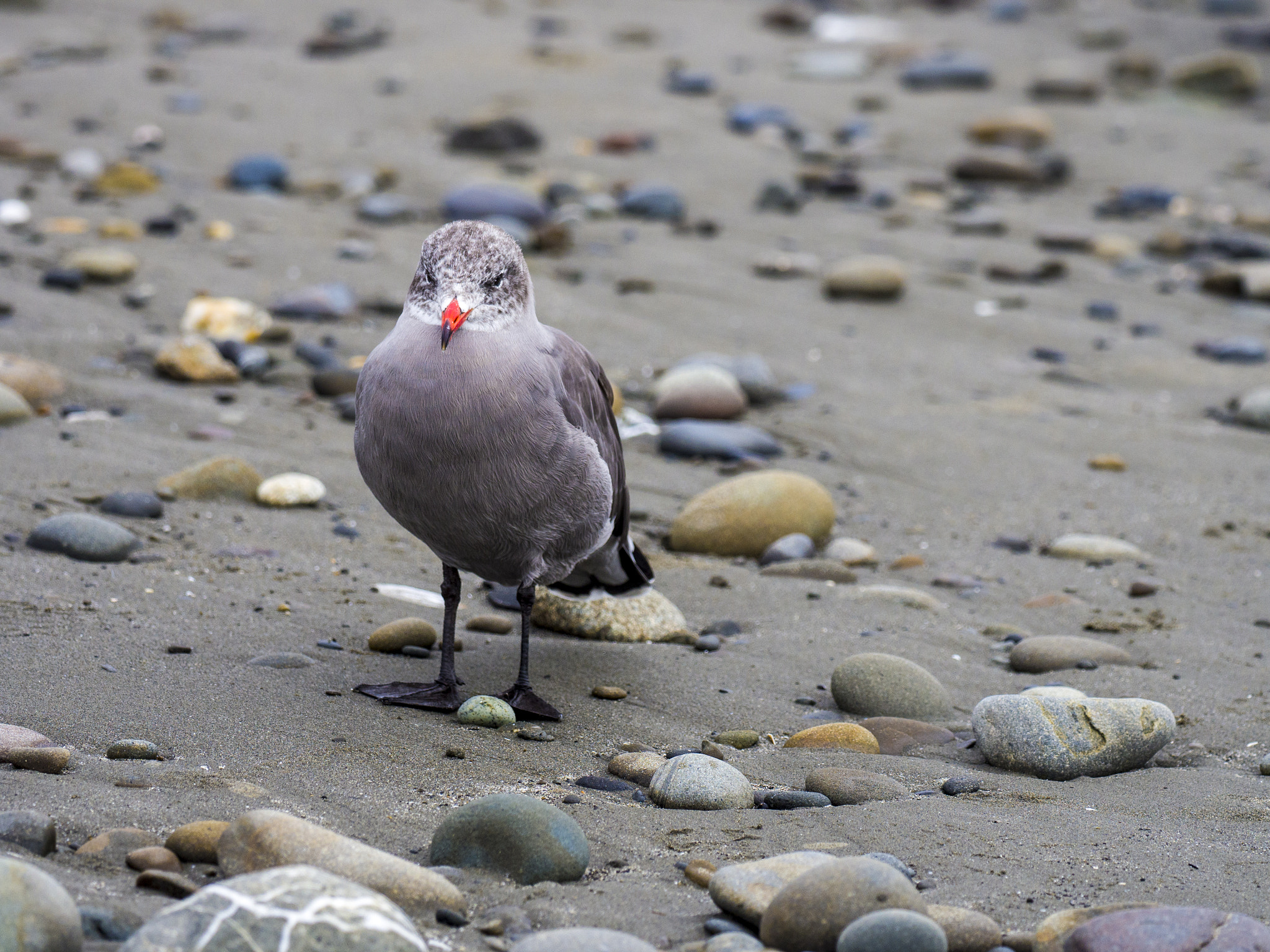 Olympus OM-D E-M5 II sample photo. Gulls of kalaloch photography