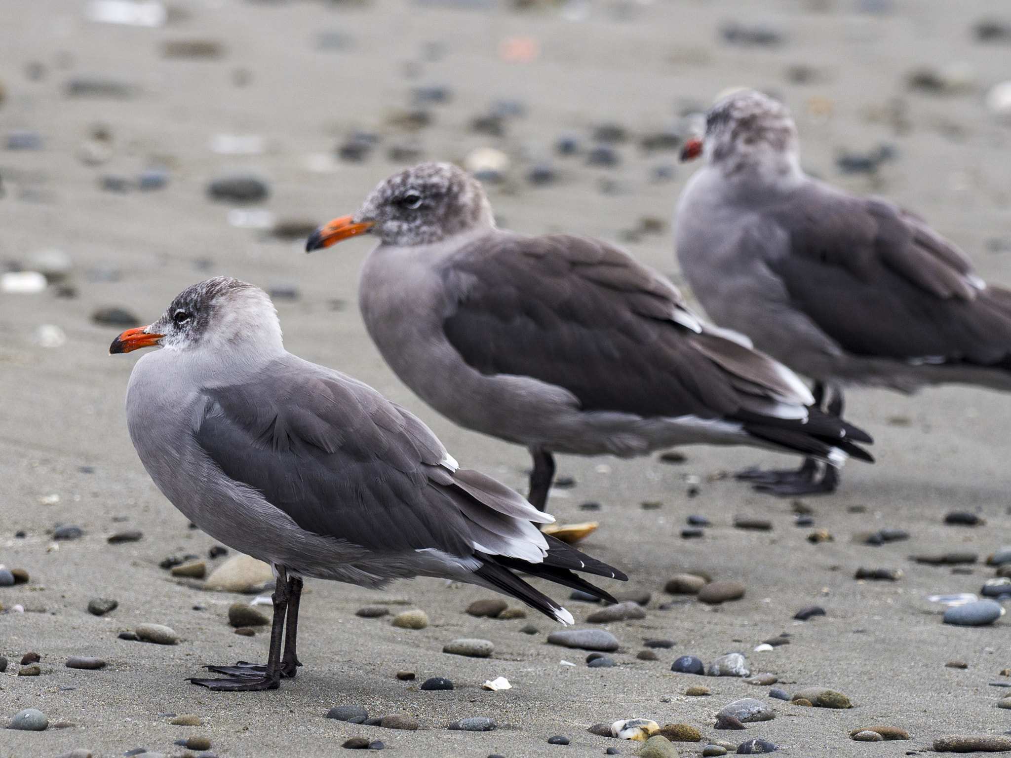 Olympus OM-D E-M5 II sample photo. Gulls of kalaloch photography