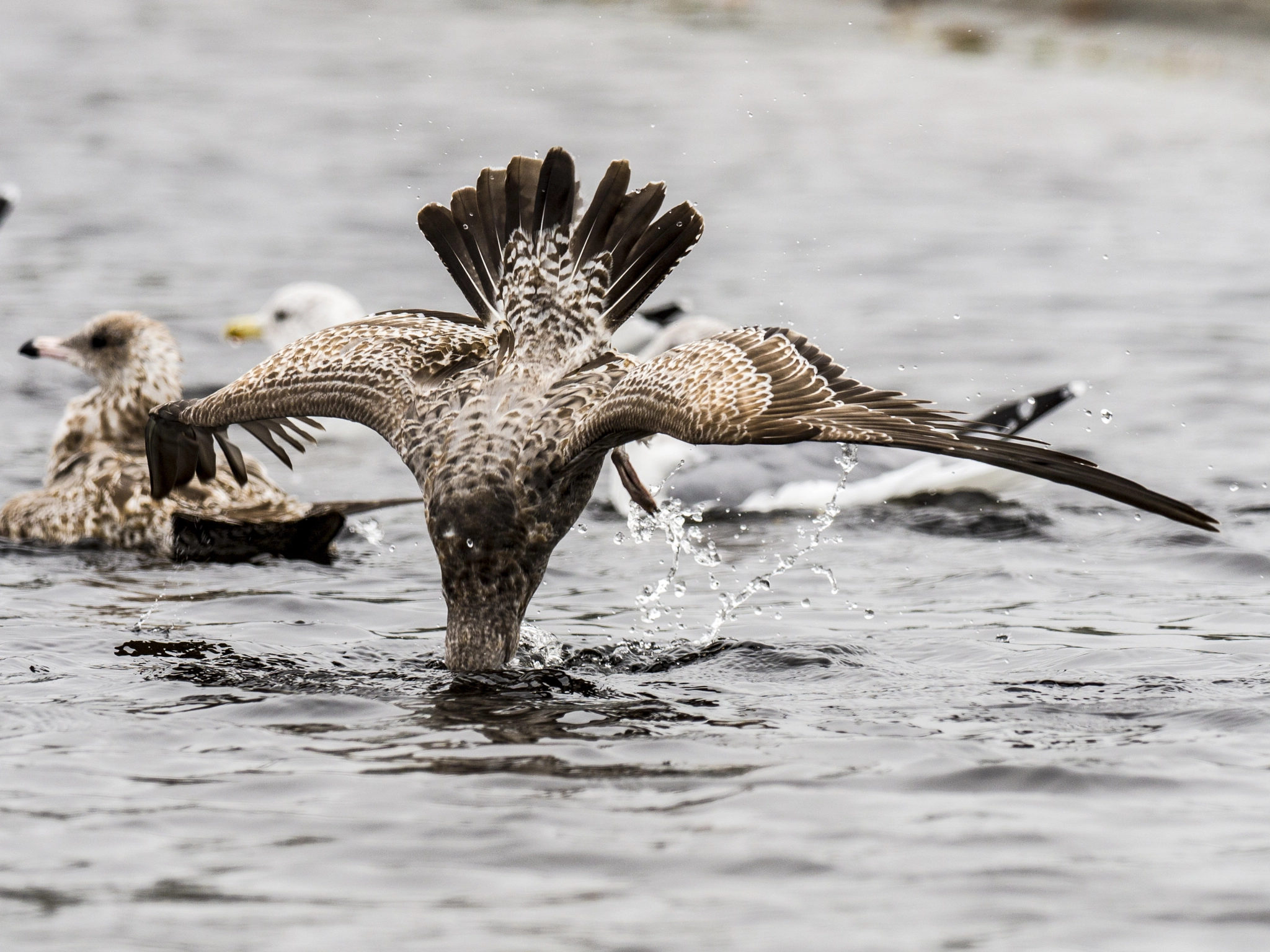 Olympus OM-D E-M5 II sample photo. Gulls of kalaloch photography