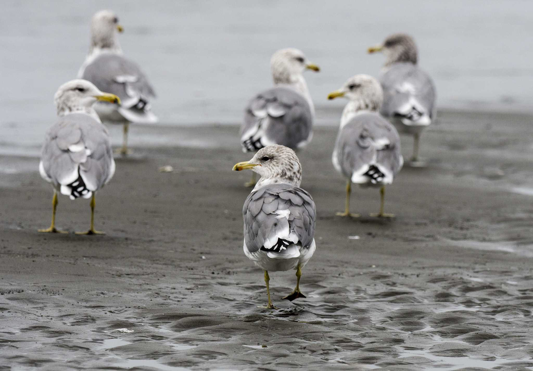 Olympus OM-D E-M5 II sample photo. Gulls of kalaloch photography