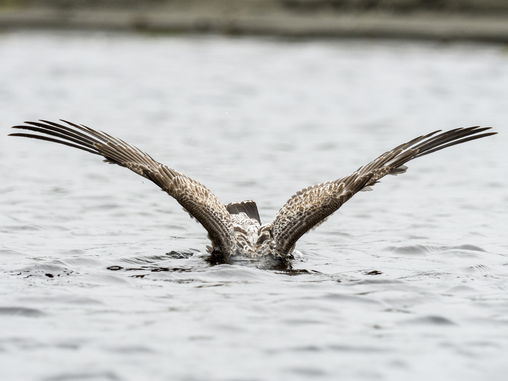 Olympus OM-D E-M5 II sample photo. Gulls of kalaloch photography