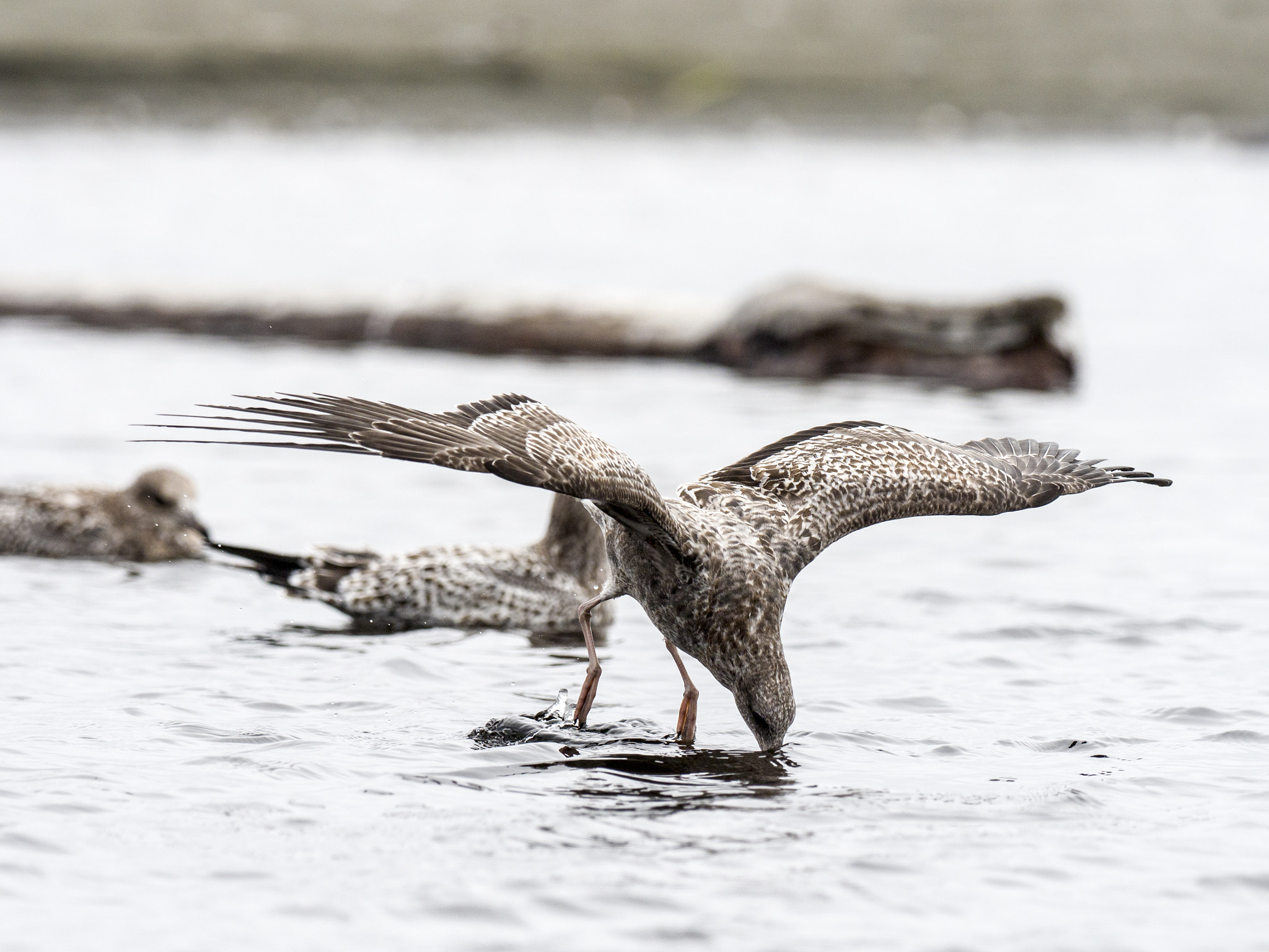 Olympus OM-D E-M5 II + OLYMPUS M.300mm F4.0 sample photo. Gulls of kalaloch photography