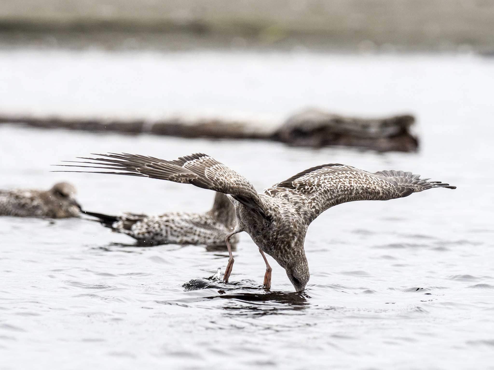 Olympus OM-D E-M5 II sample photo. Gulls of kalaloch photography