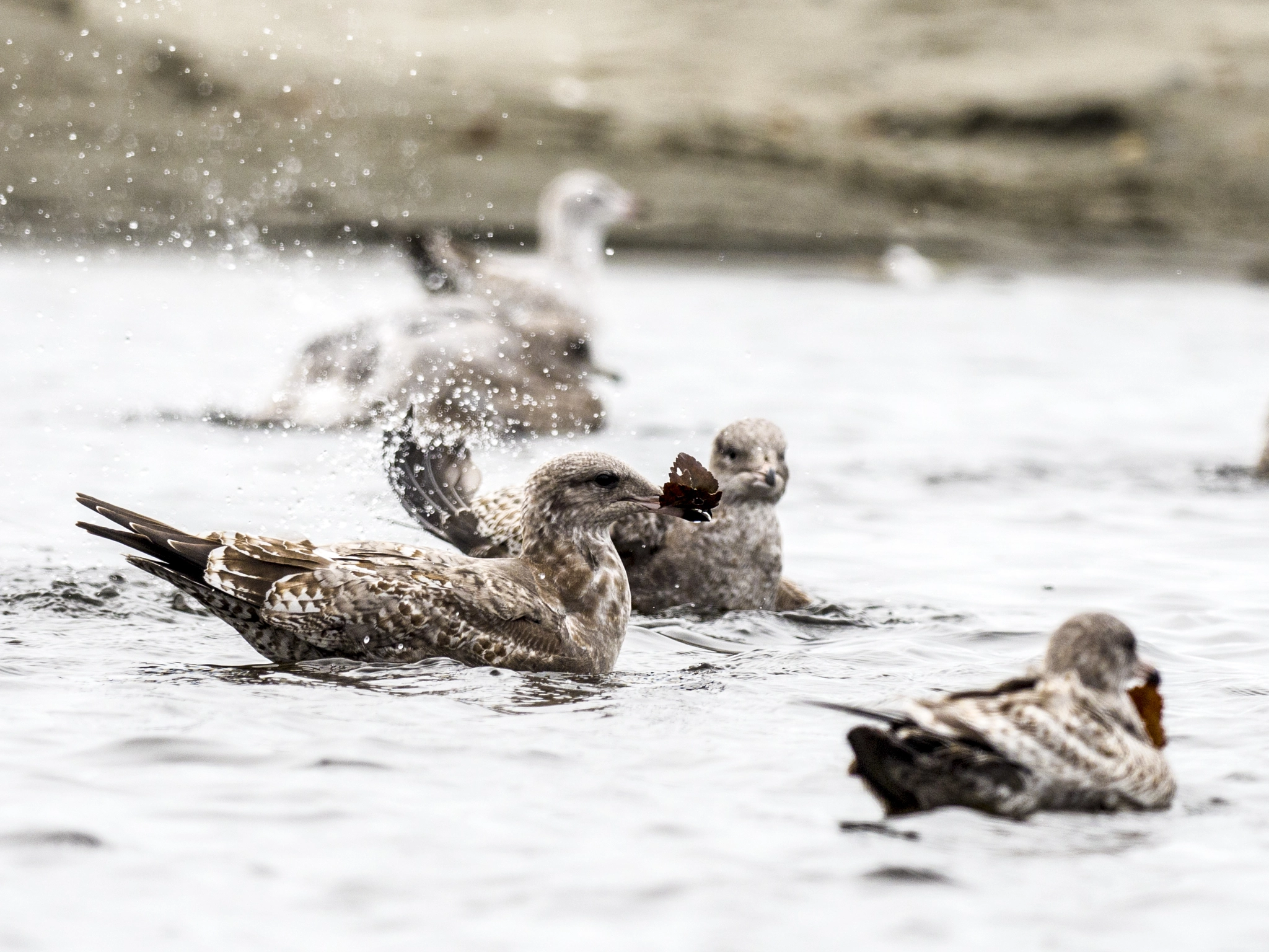 Olympus OM-D E-M5 II + OLYMPUS M.300mm F4.0 sample photo. Gulls of kalaloch photography