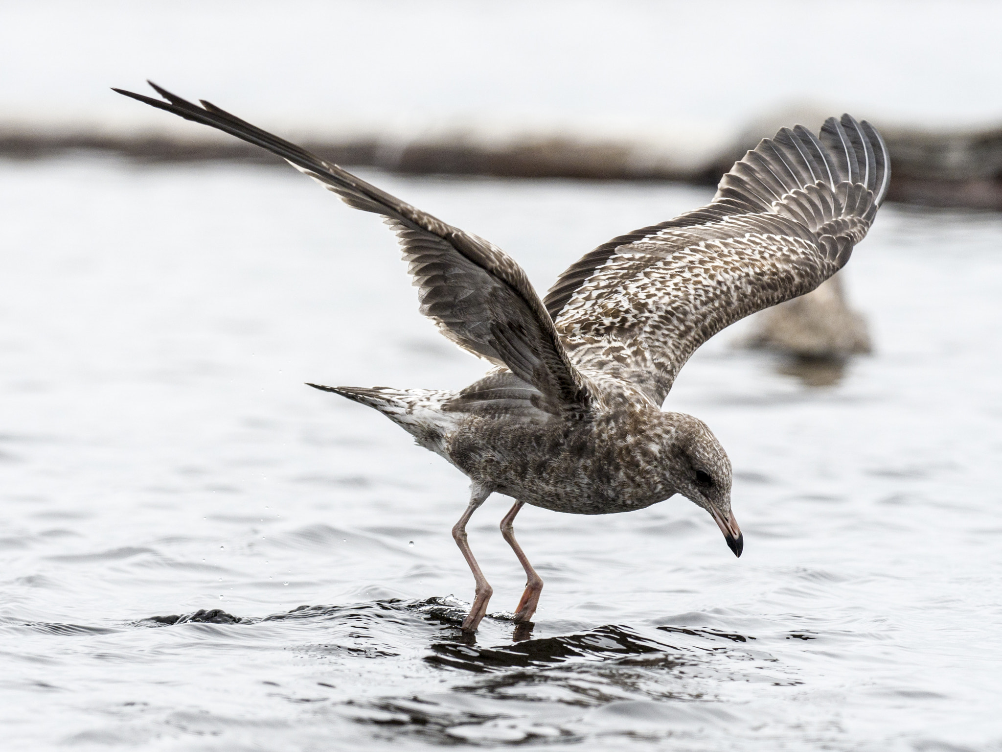 Olympus OM-D E-M5 II + OLYMPUS M.300mm F4.0 sample photo. Gulls of kalaloch photography