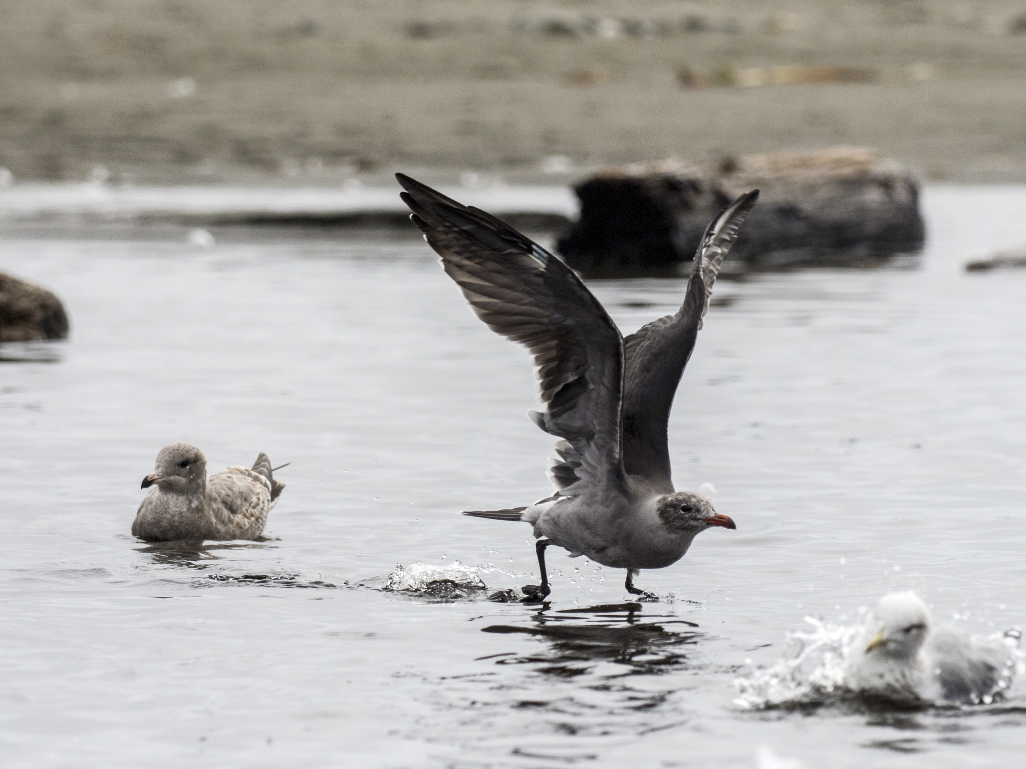 Olympus OM-D E-M5 II + OLYMPUS M.300mm F4.0 sample photo. Gulls of kalaloch photography