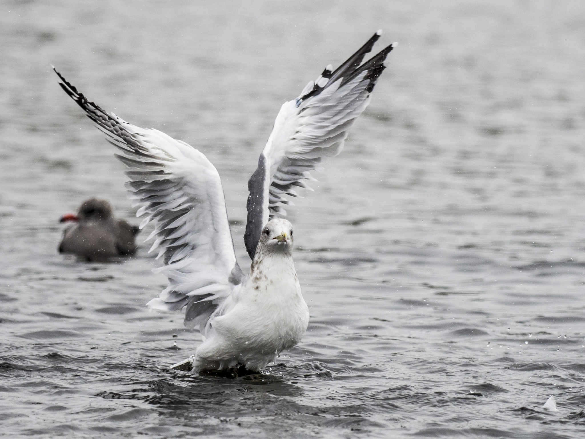 Olympus OM-D E-M5 II + OLYMPUS M.300mm F4.0 sample photo. Gulls of kalaloch photography