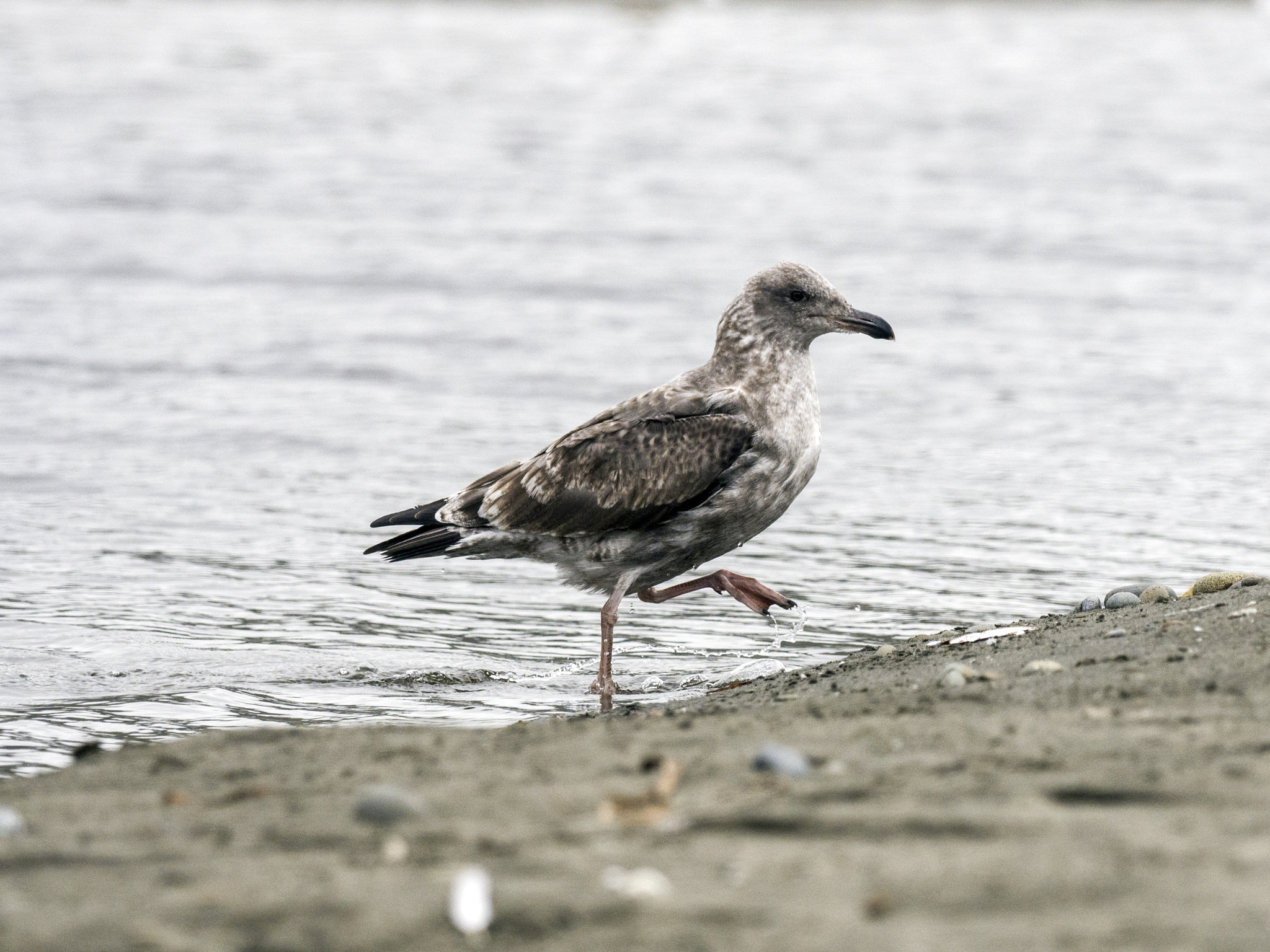 Olympus OM-D E-M5 II sample photo. Gulls of kalaloch photography