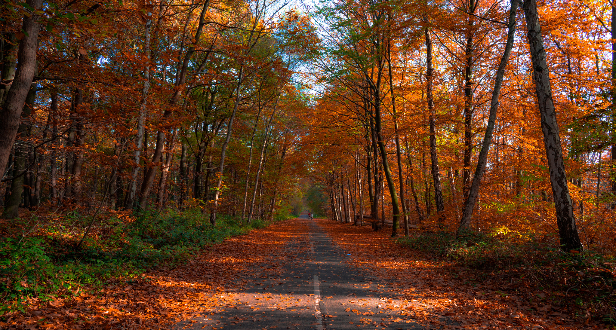 Sony a7 II + ZEISS Batis 25mm F2 sample photo. Autumn photography