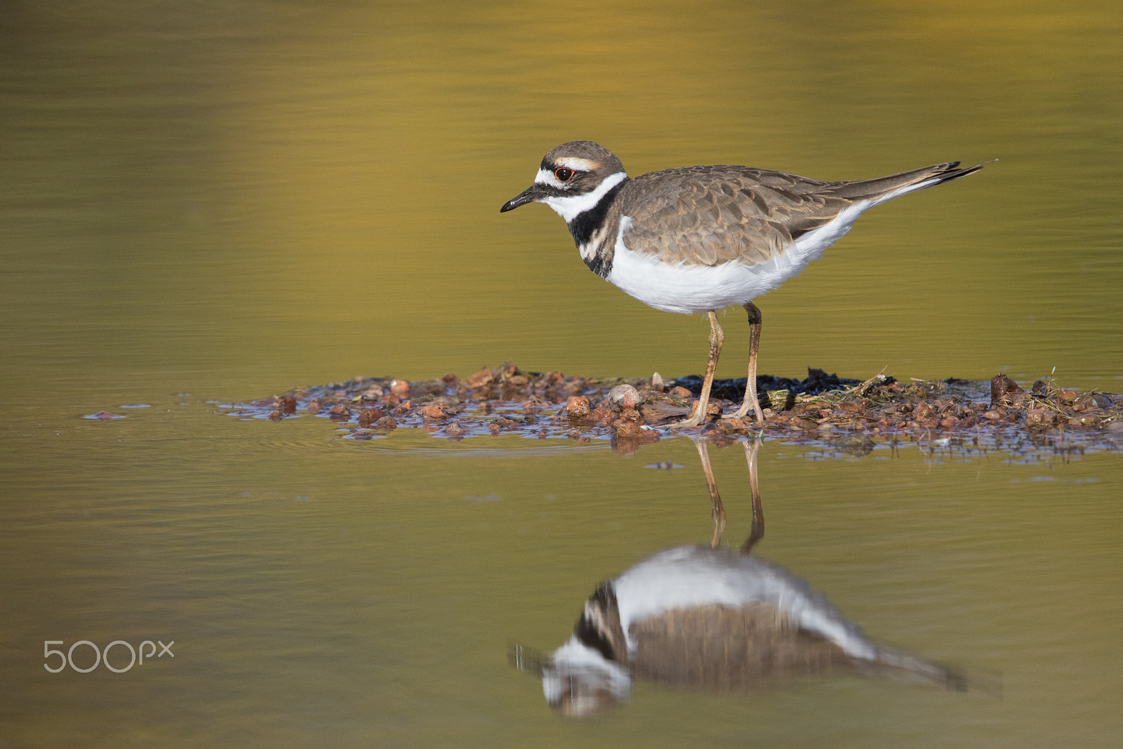 Canon EF 600mm F4L IS II USM sample photo. Untitled photography