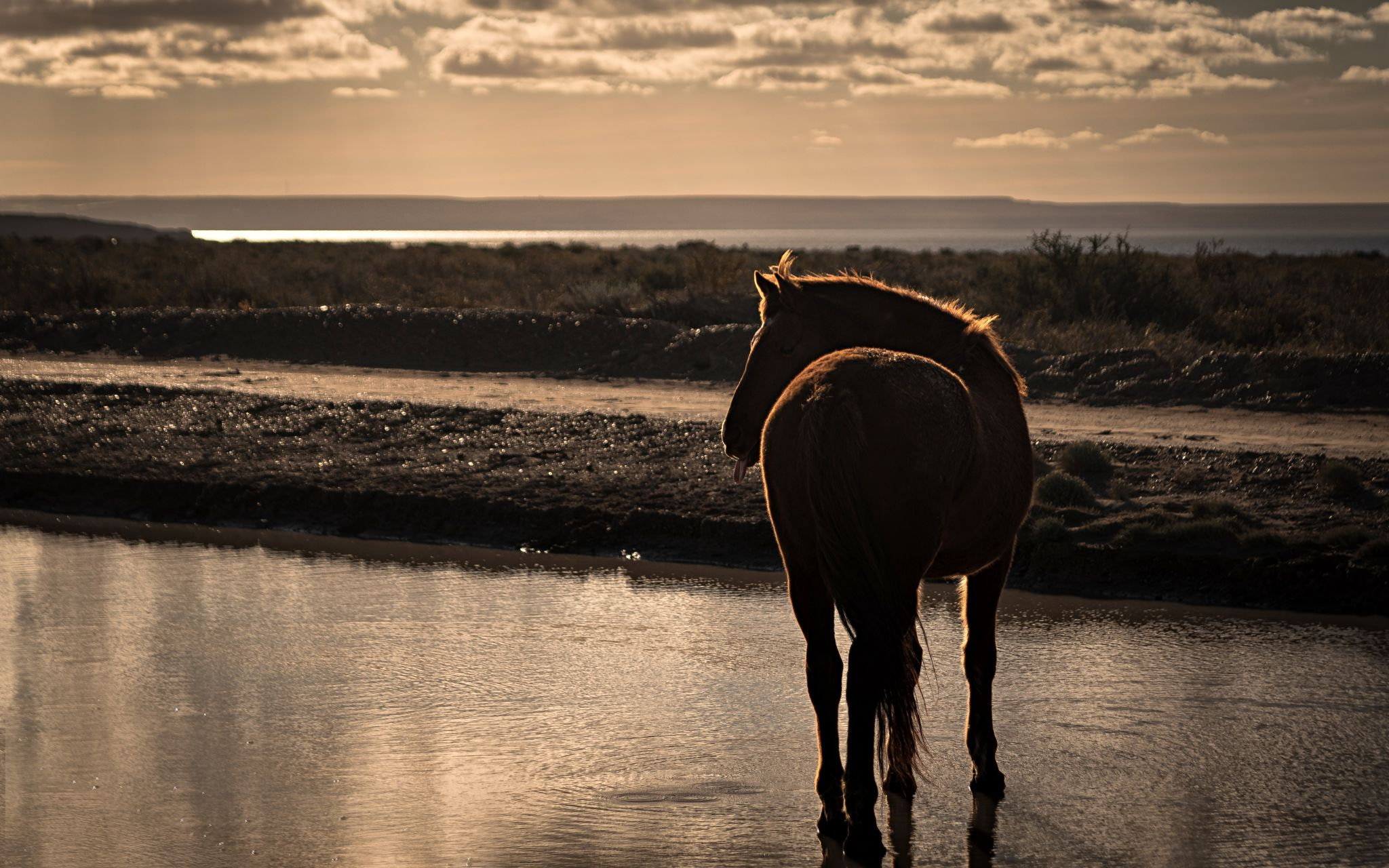AF Zoom-Nikkor 24-120mm f/3.5-5.6D IF sample photo. Caballo criollo photography