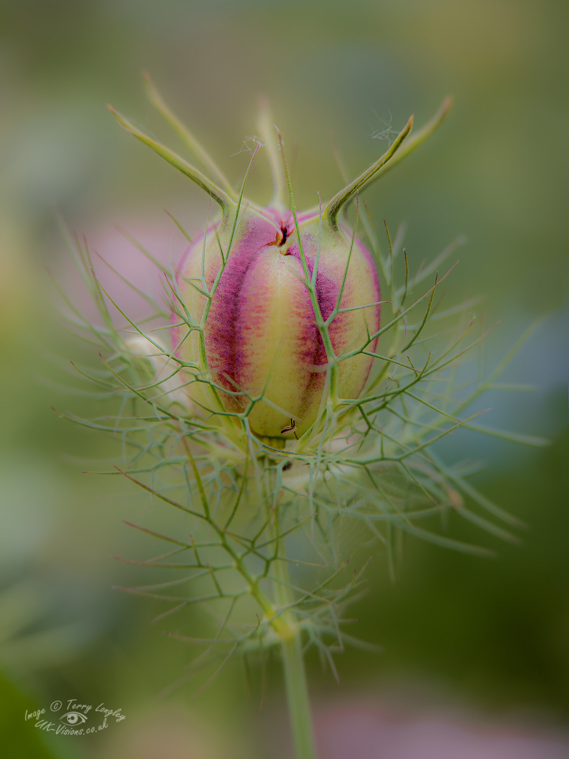 Panasonic Lumix DMC-G6 sample photo. Nigella seed head photography