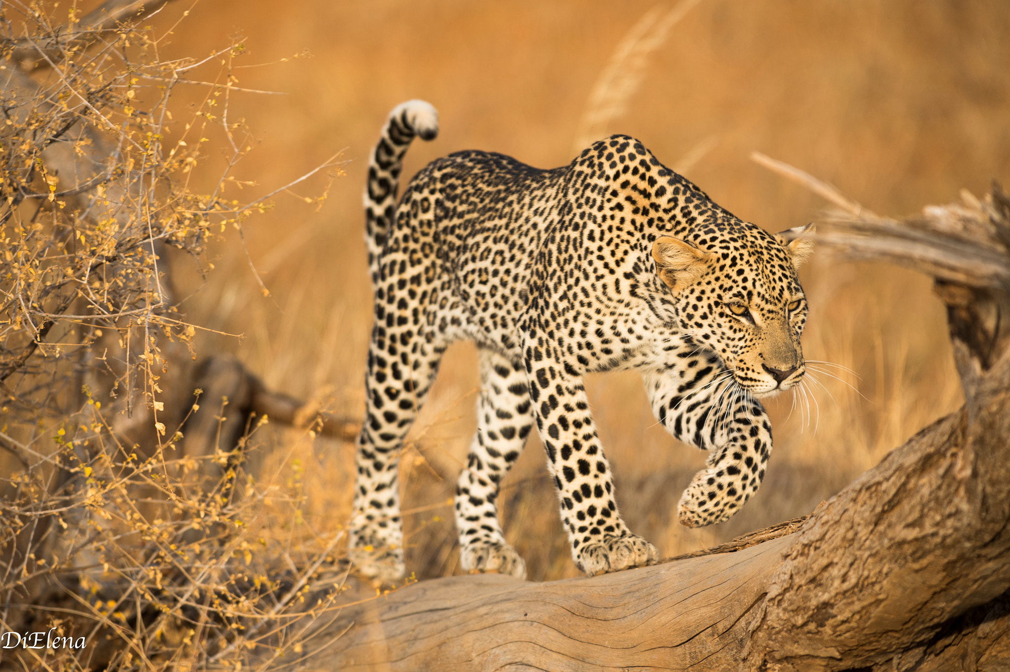 Nikon AF-S Nikkor 300mm F2.8G ED VR II sample photo. Leopard photography