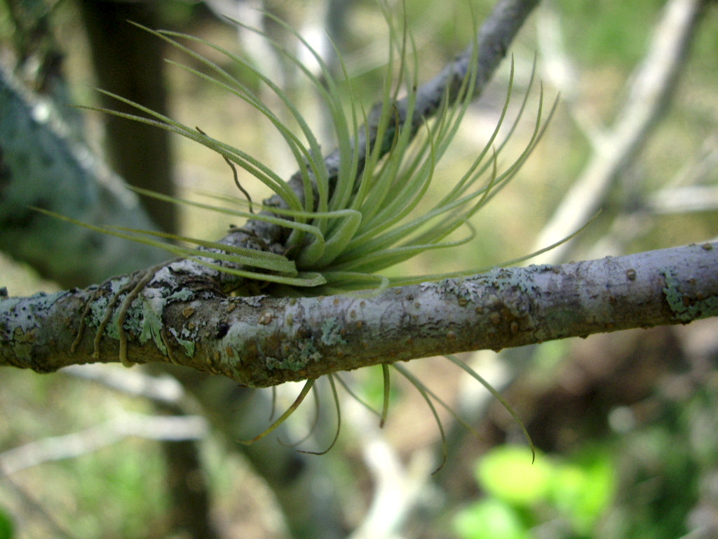 Pentax OPTIO A10 sample photo. Airplant photography