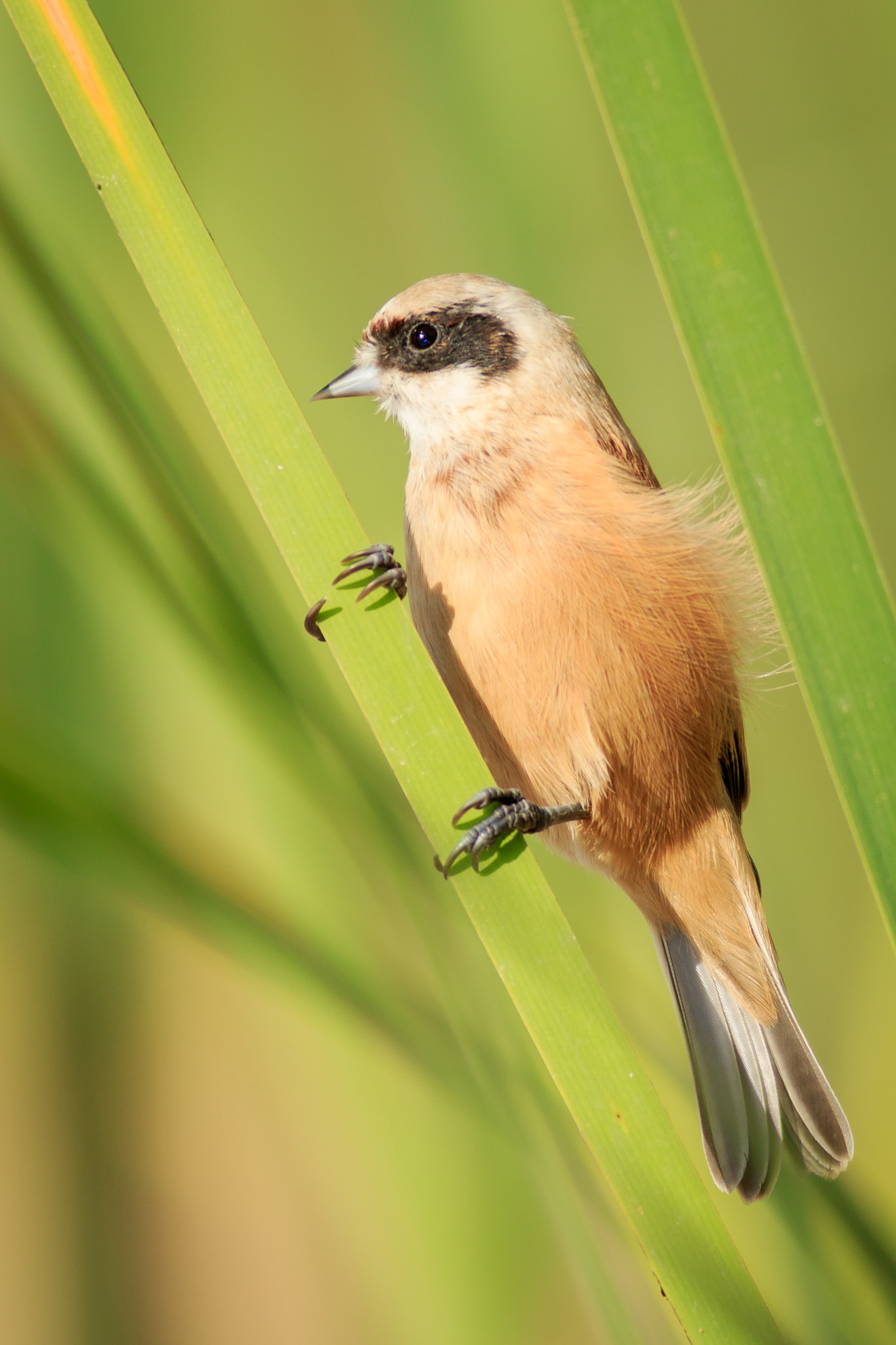 Canon EOS 7D Mark II sample photo. Pájaro moscón photography