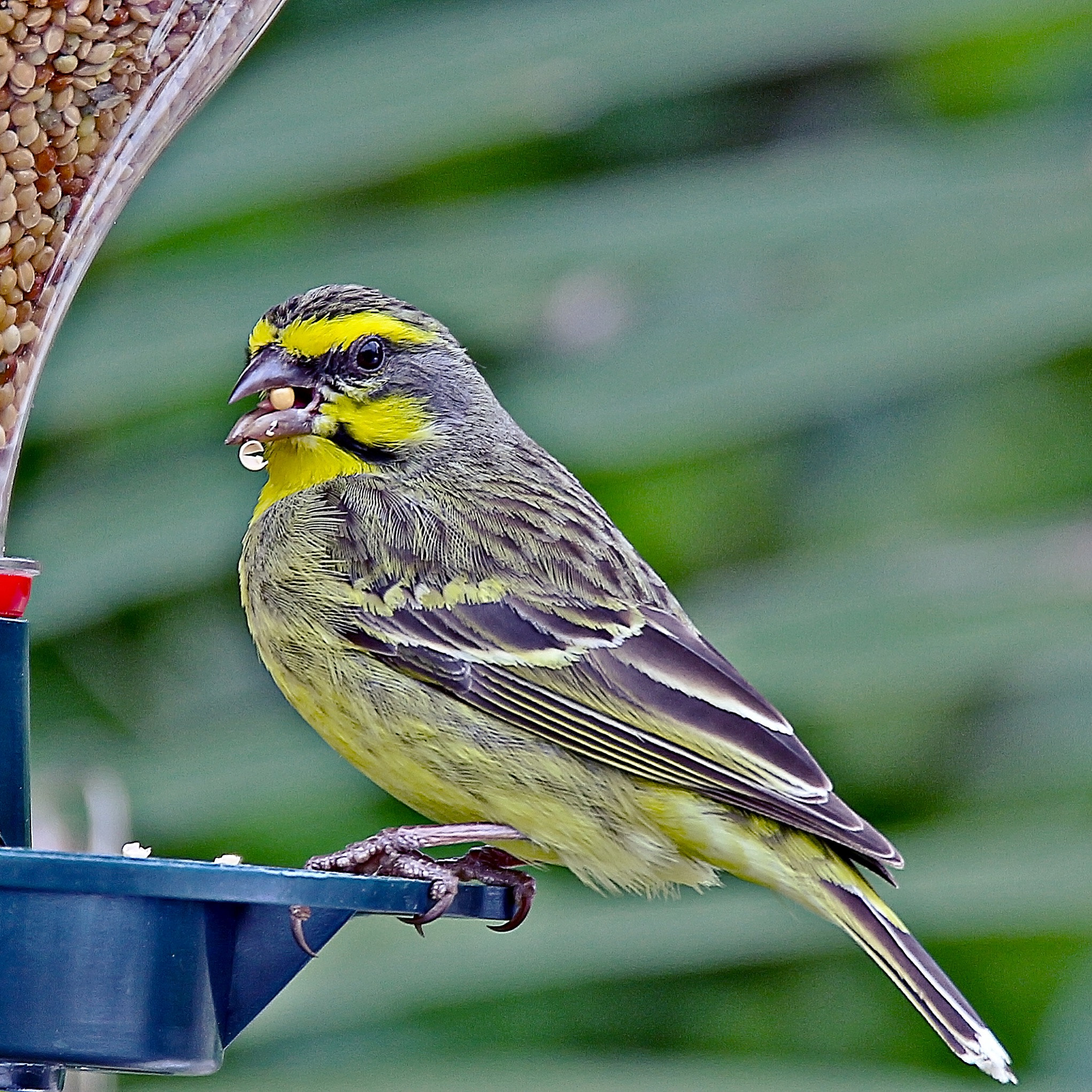 Tamron SP 150-600mm F5-6.3 Di VC USD sample photo. Feeding time photography