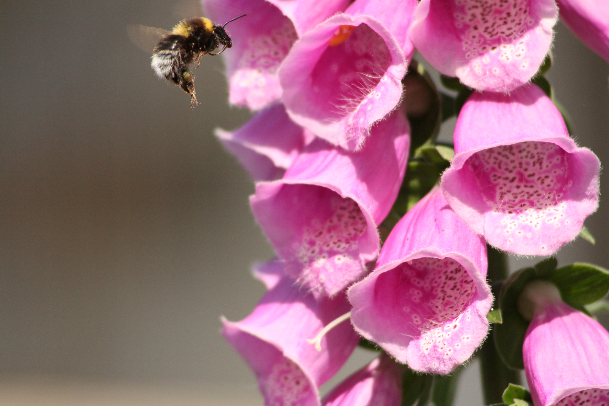 Canon EF 55-200mm F4.5-5.6 II USM sample photo. Img photography